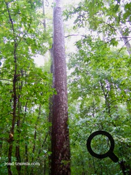 Congaree Swamp National Park 