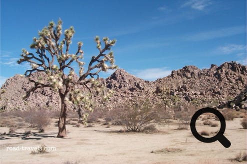 Joshua Tree National Park 