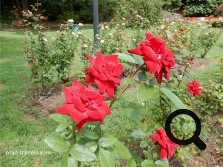 Raleigh Little Theatre Rose Garden 
