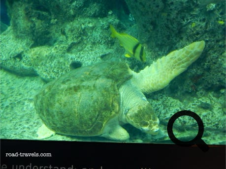 South Carolina Aquarium 