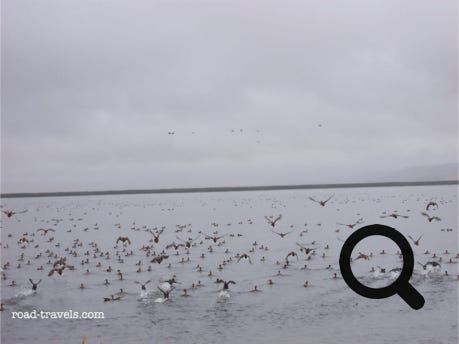 Lower Klamath National Wildlife Reserve 