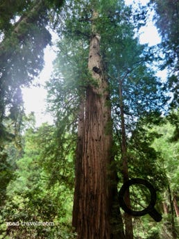 Muir Woods National Monument 