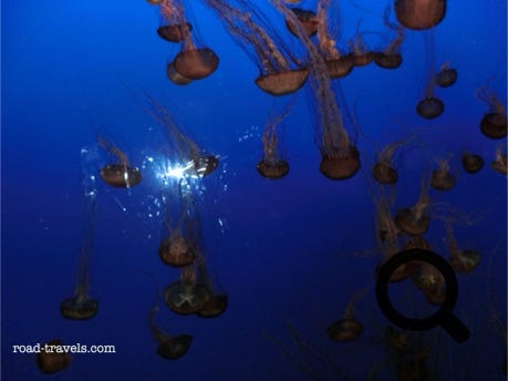 Monterey Bay Aquarium 