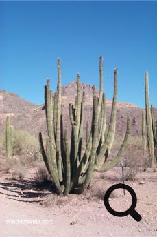 Organ Pipe Cactus National Monument 