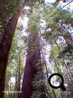 Redwood National Park 