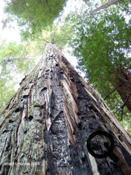 Humboldt Redwoods State Park 