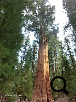 Sequoia National Park 